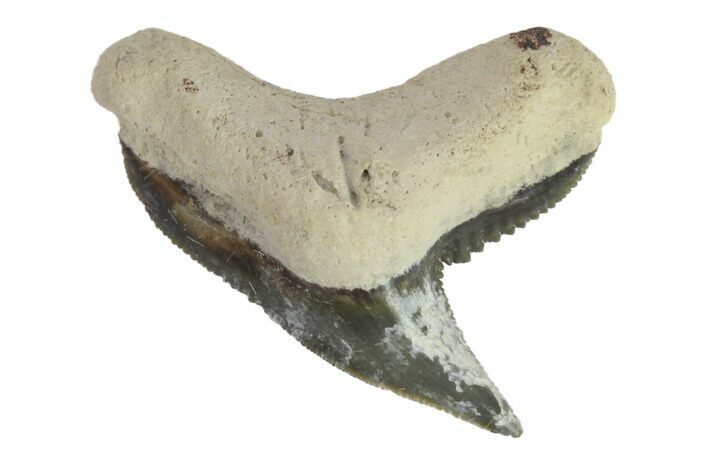 Fossil Tiger Shark Tooth - Bone Valley, Florida #145179